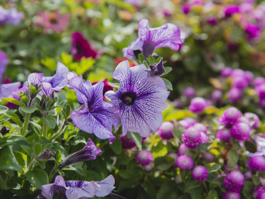 A Guide to Cultivating Gomphrena (Globe Amaranth)