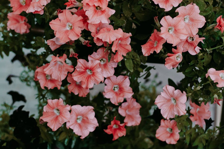 Althea's Garden: A Burst of Petunias