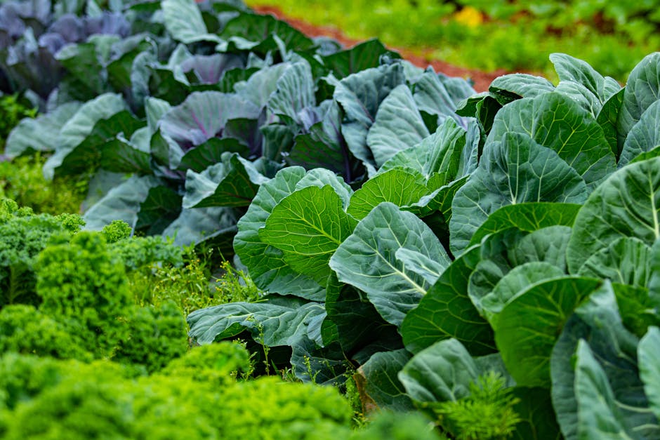 Container Gardening: Expert Tips for Growing Cabbage