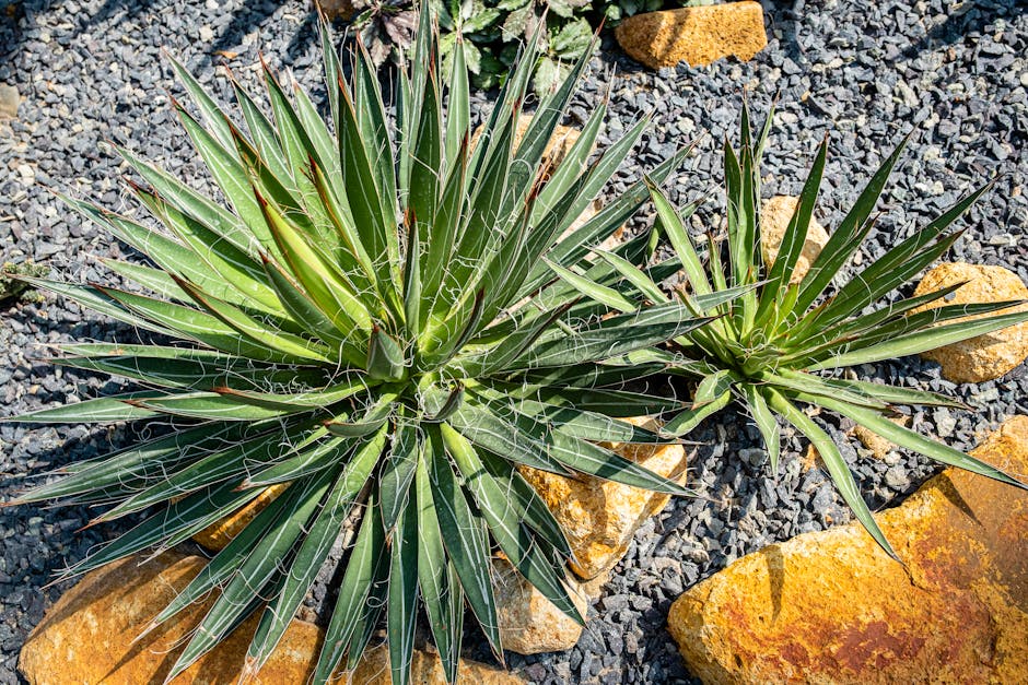 Gardening Tasks for Arizona's Low Desert in October