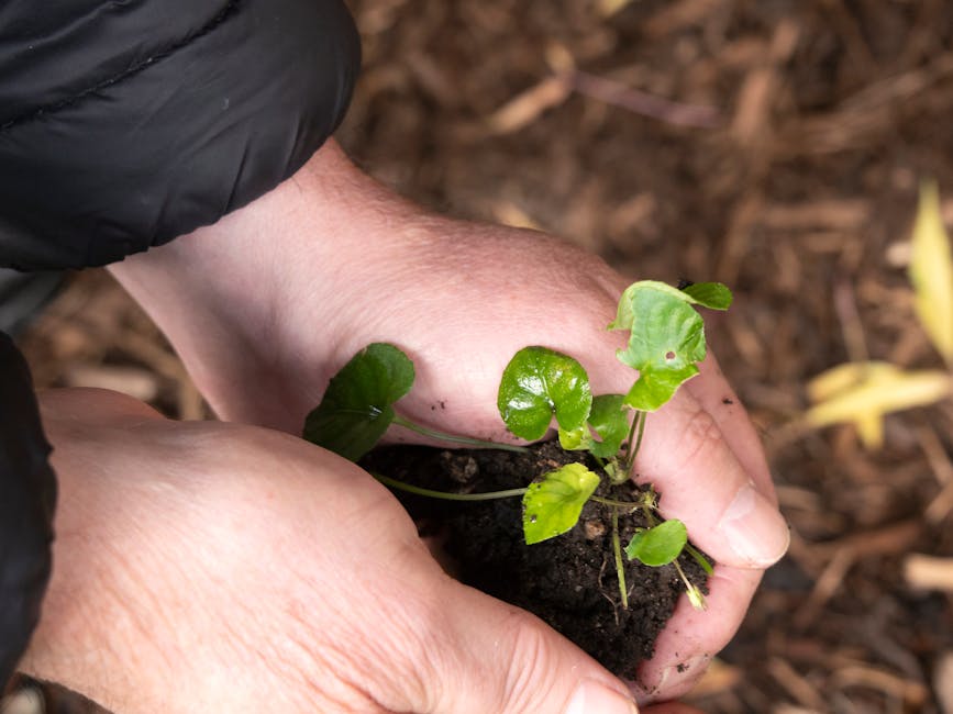 Growing and Caring for New Jersey Tea: A Comprehensive Guide