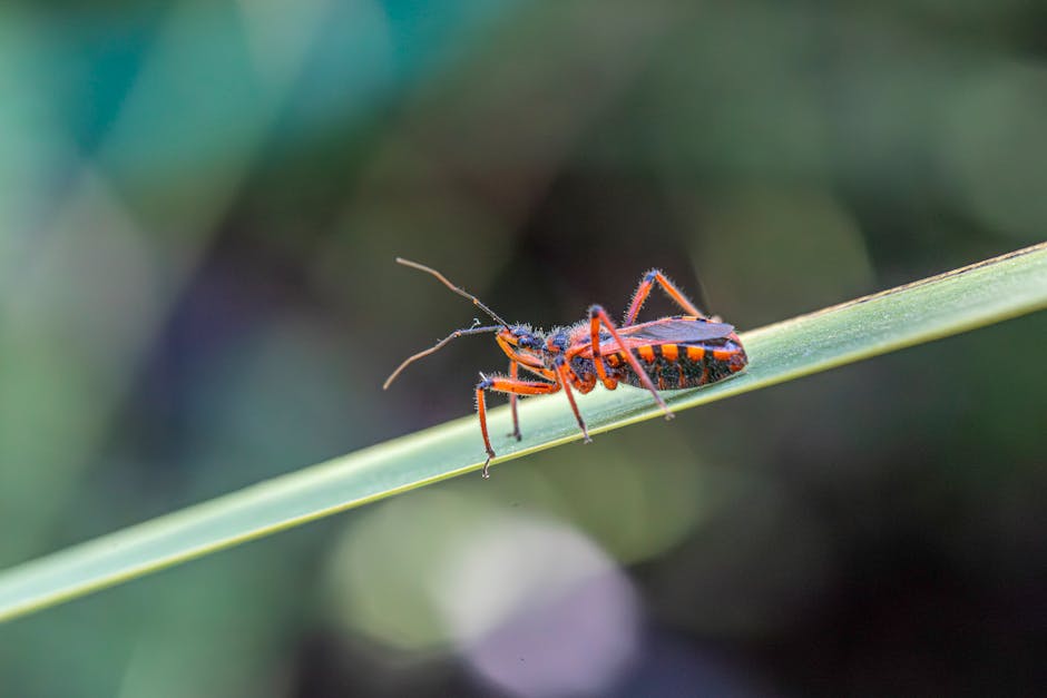 How to Deal with Stink Bugs