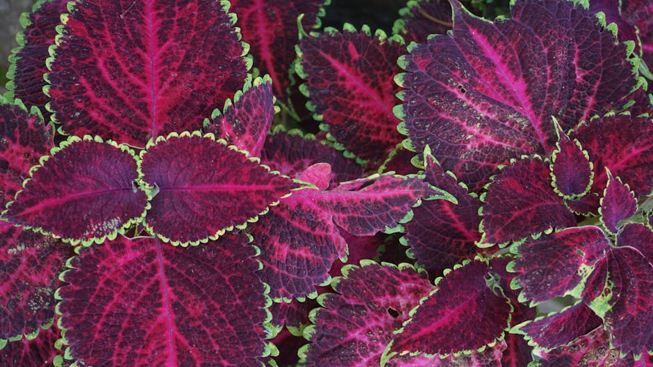 Lifespan of Coleus Plants: Indoors vs Outdoors