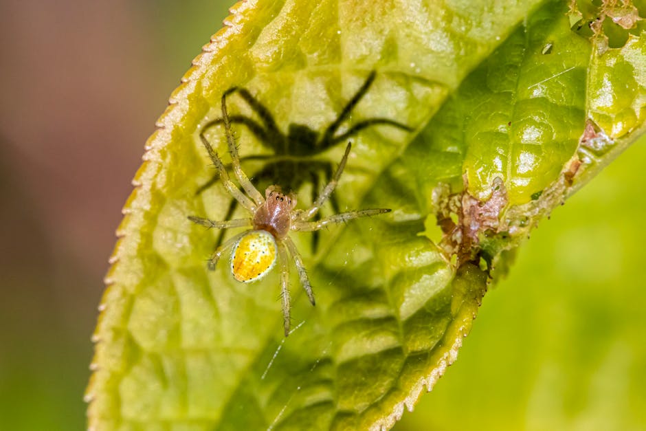 Surviving in the Late Summer Garden