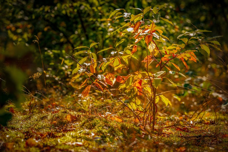 The Science Behind the Changing Colors of Autumn Leaves