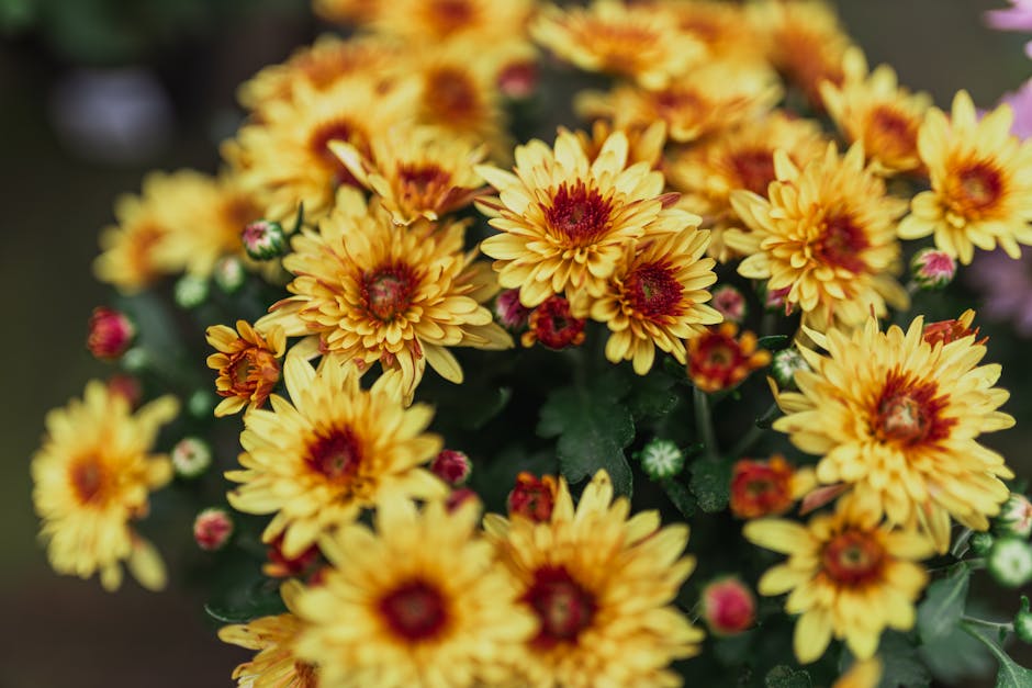 16 Non-Chrysanthemum Fall Flowers: Annuals and Perennials