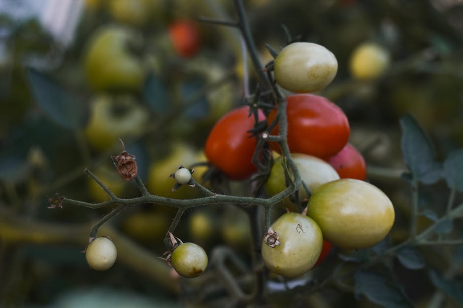 A Beginner's Guide to Ripening Green Tomatoes Off the Vine