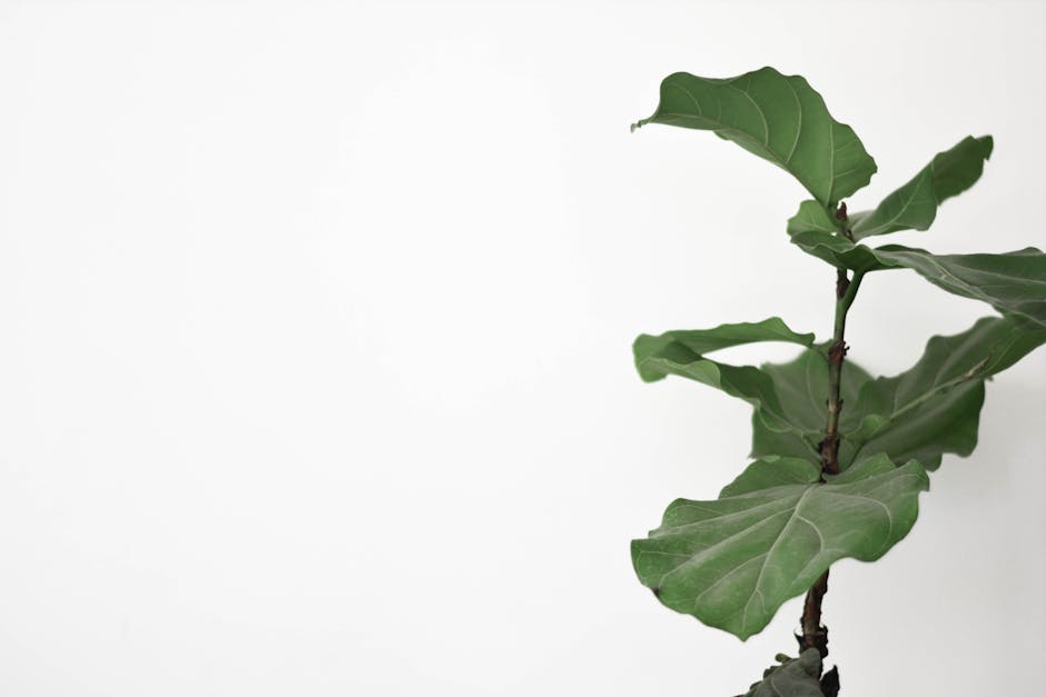 A Guide to Cleaning Fiddle Leaf Fig Leaves