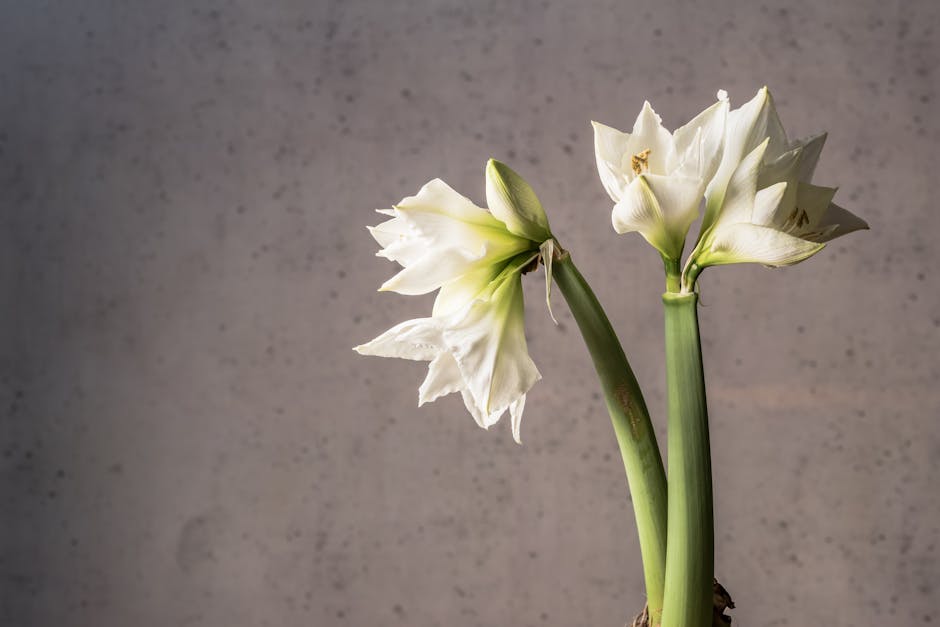 A Guide to Overwintering Amaryllis Bulbs