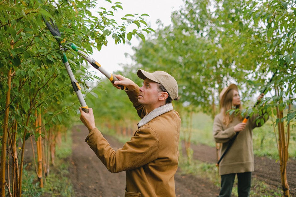 A Guide to Pruning a Rubber Tree Plant