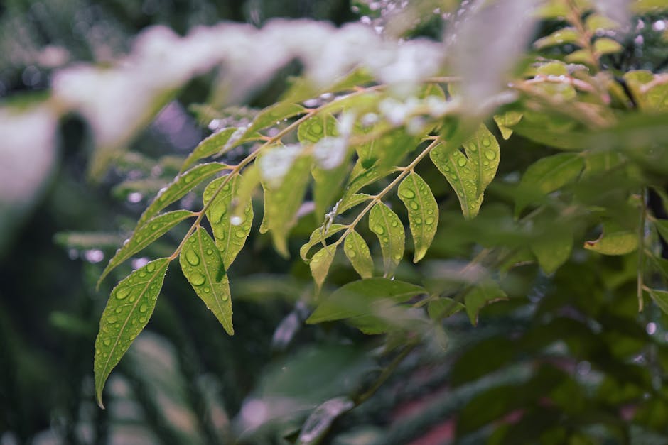 A Lush Oasis: Paula's Ottawa Garden Thrives Despite a Rainy Season