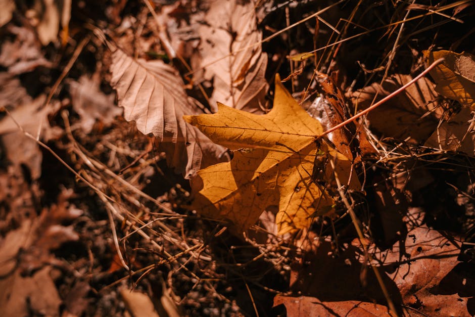 Discover the Unique Autumn Flora at Hortus Arboretum