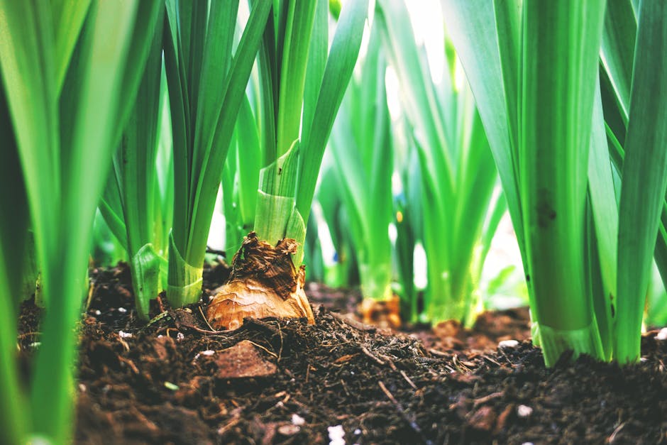 Essential Tips for Planting Bulbs in Your First Garden