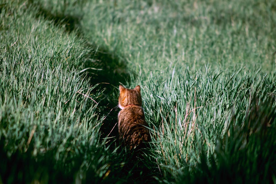 Exploring Lauren Springer's Fearless Garden