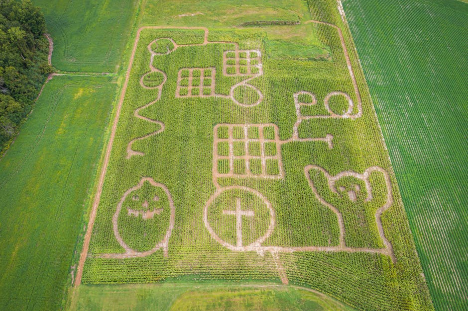 Exploring the Corn Maze at Chatfield Farms