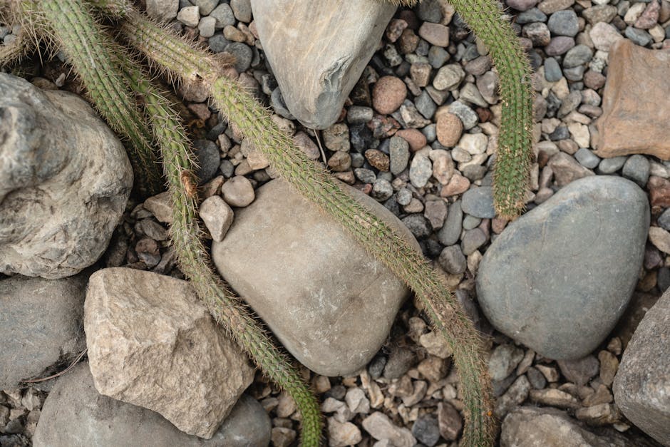 Gardening Tasks for Arizona's Low Desert in November