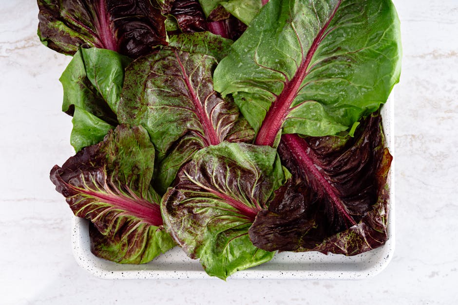 Guide to Planting Lettuce in the Fall: Enjoy Crisp and Fresh Greens in Autumn