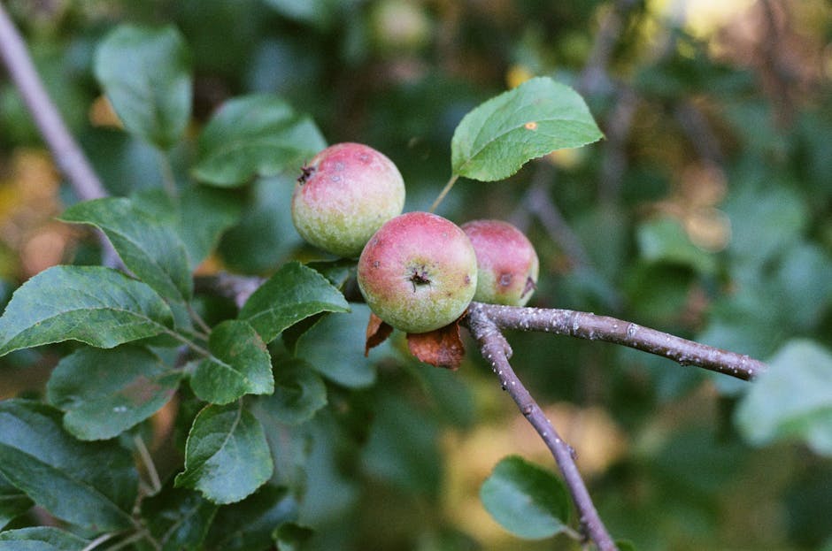 Healthy Growth Tips for Southern Red Oak Trees