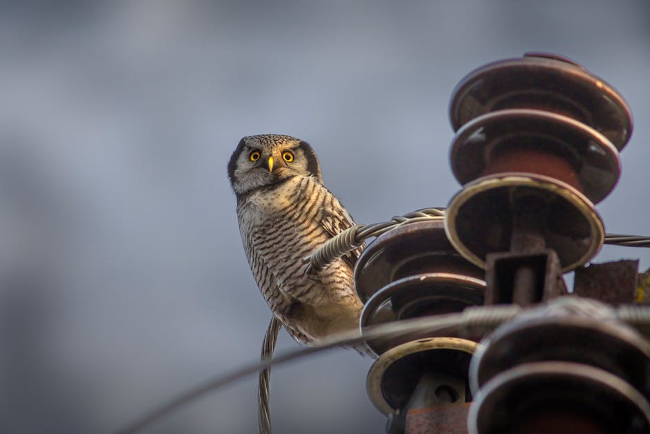 Persistent Presence of Screech Owl