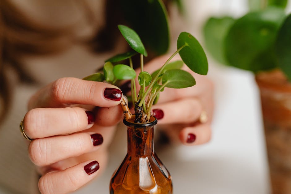 Propagation of Ficus through Stem Cuttings