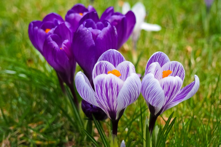 Propagation Techniques for Crocus Offsets