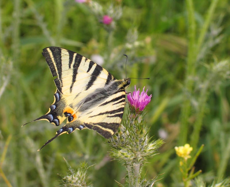 The Attraction of Bees to Butterfly Bush