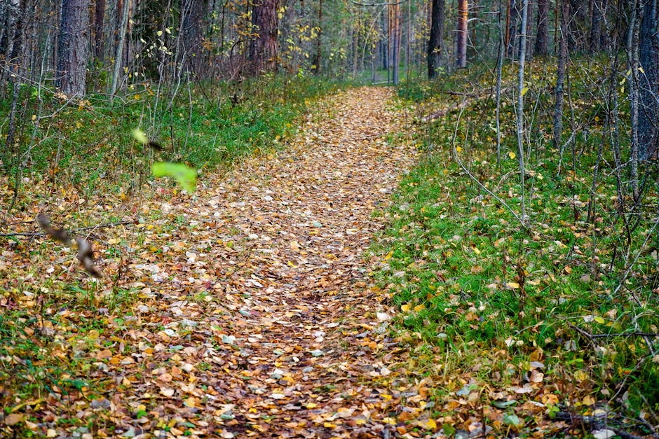 Understanding and Resolving Yellow Leaves on Rubber Trees