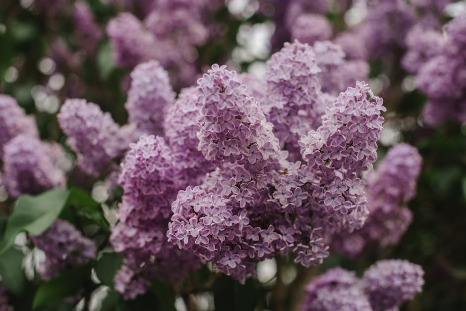 Winterizing Lilac Shrubs: A Step-by-Step Guide