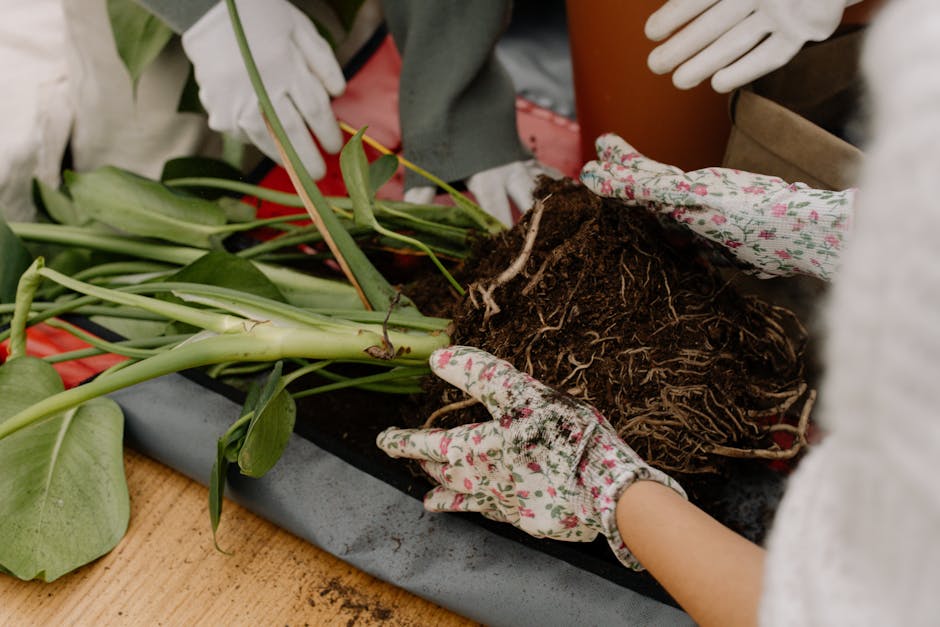 A Guide to Repotting Pitcher Plants