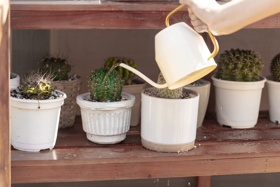 A Guide to Watering Cactus Houseplants