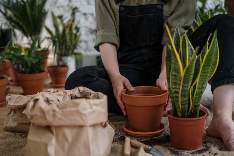 A Step-by-Step Guide to Repotting a Snake Plant