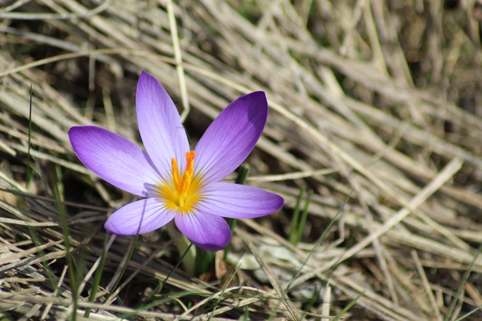 Beginner's Guide to Growing Saffron Crocus