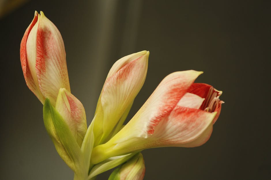 Causes and Solutions for Amaryllis Leaves Drooping