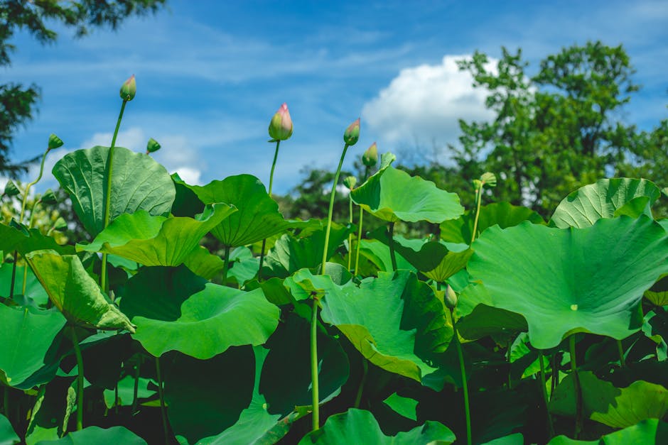 Embracing Native Plants: The Transformation of Denver's Washington Park Gardens