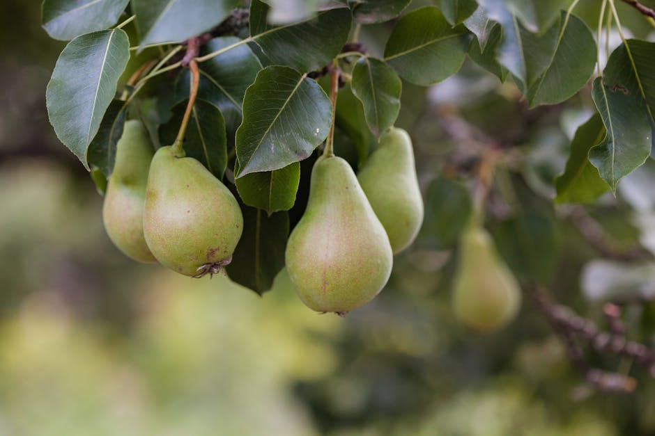 Expert Advice on Growing Fruit Trees with Ed Laivo