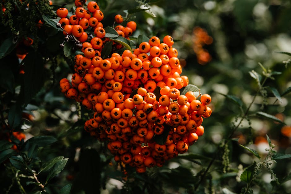 Exploring a Vibrant Fall Garden Filled with Sustainable Native Plants