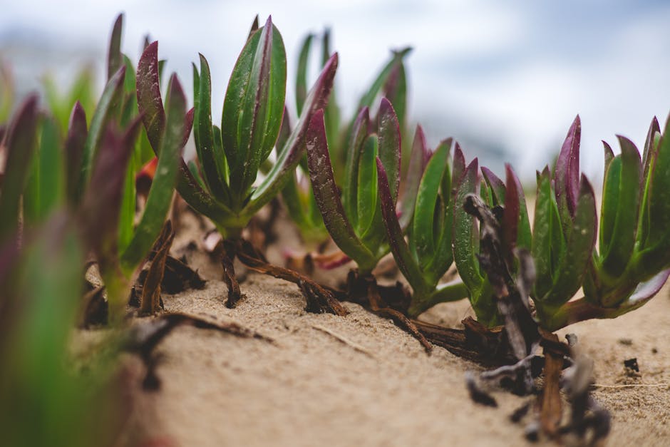 Growing Pachyveria Powder Puff Succulents: Helpful Tips