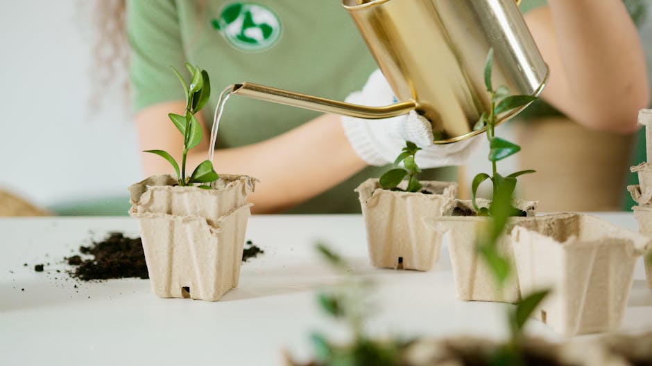 Growing Potatoes in Containers: A No-Till Approach