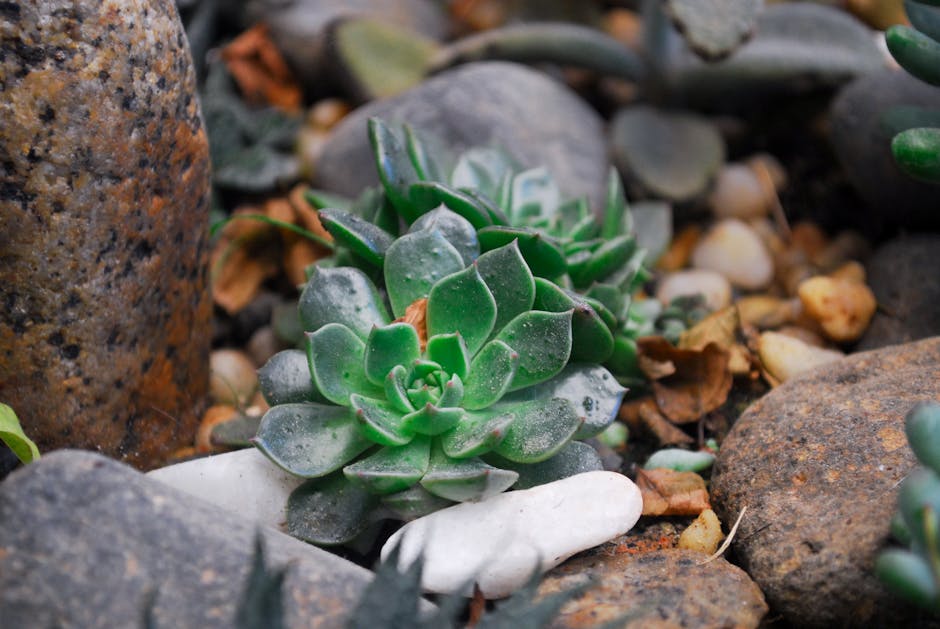 Growing Tips for Painted Lady Echeveria