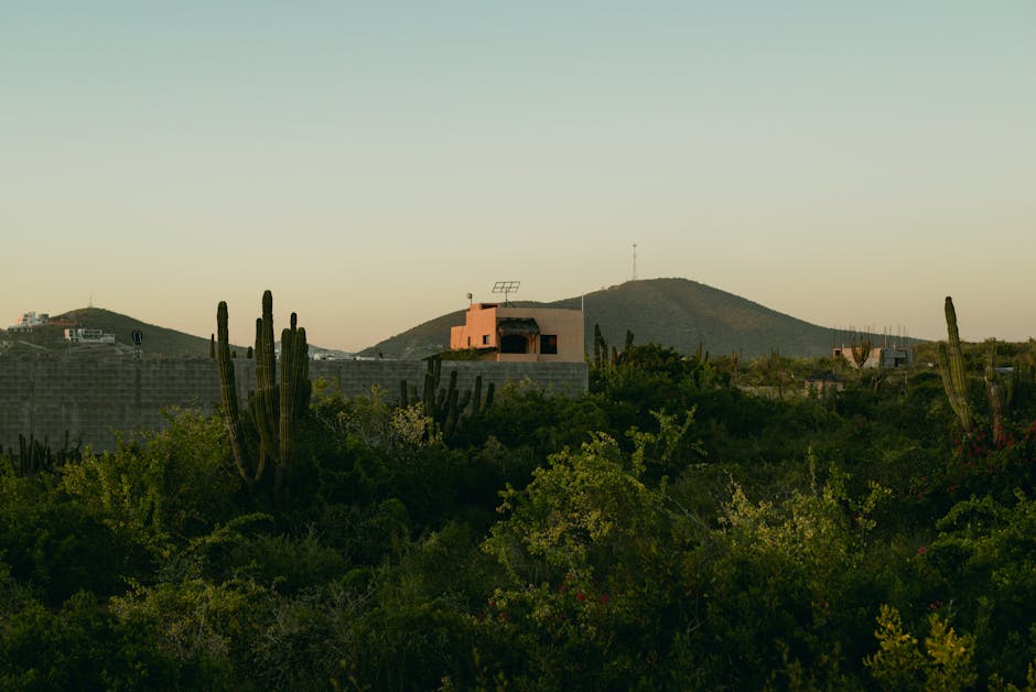 Growing Tulips in Arizona's Low Desert