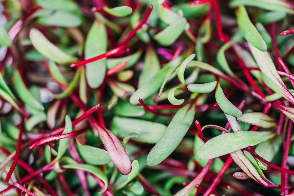 Homegrown Sprouts: A Nutritious Delight