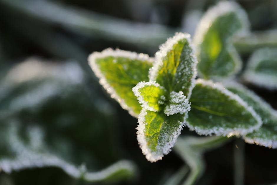 Planning a Winter Garden in Mild Climates