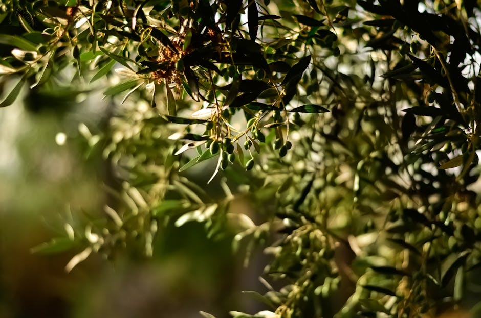 Promoting Branch Growth in Rubber Tree Plants