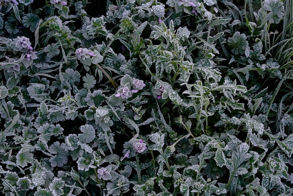 Tips for Protecting Plants from Freezing Temperatures