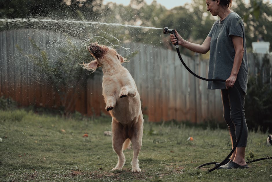 Top 5 Pet-Friendly Lawn Care Services in the United States