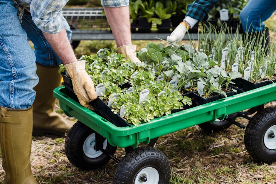 10 Tips for Successfully Growing Cabbage