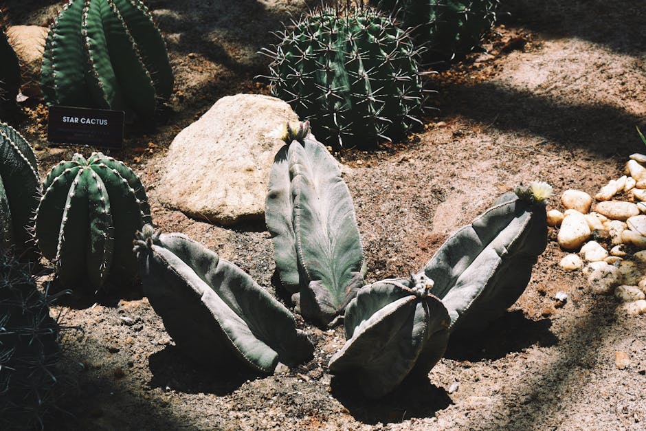 A Guide to Cultivating and Maintaining Astrophytum Cacti