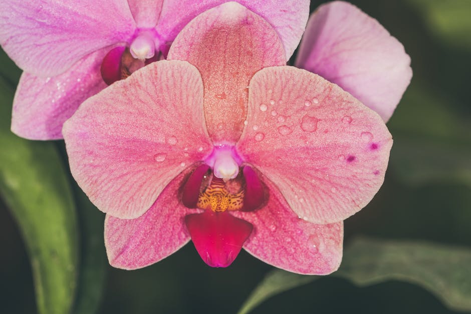 Caring for Phalaenopsis Orchids Post-Flowering