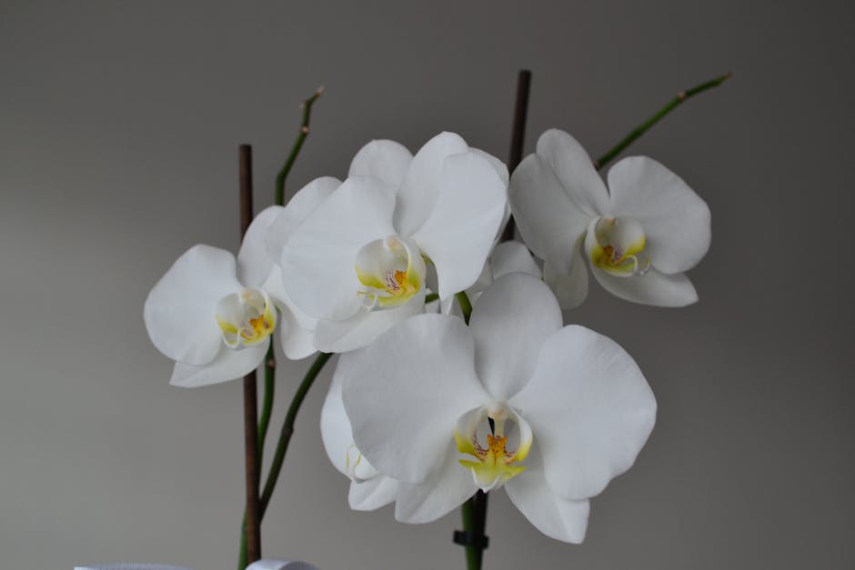 Discover the Enchanting World of Rare and Exquisite Ghost Orchids