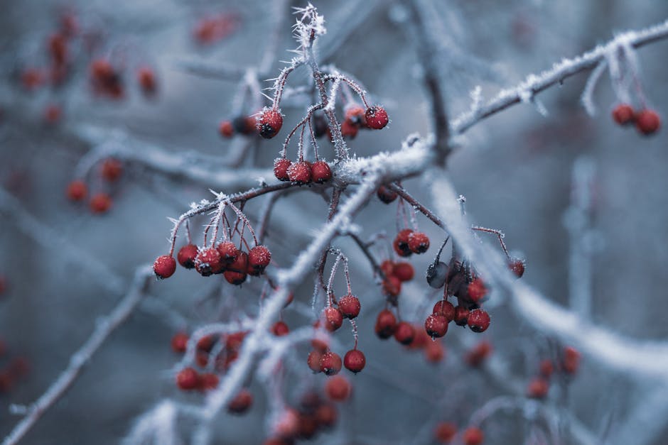 Identifying 8 Invasive Plants by Their Winter Berries: A Guide